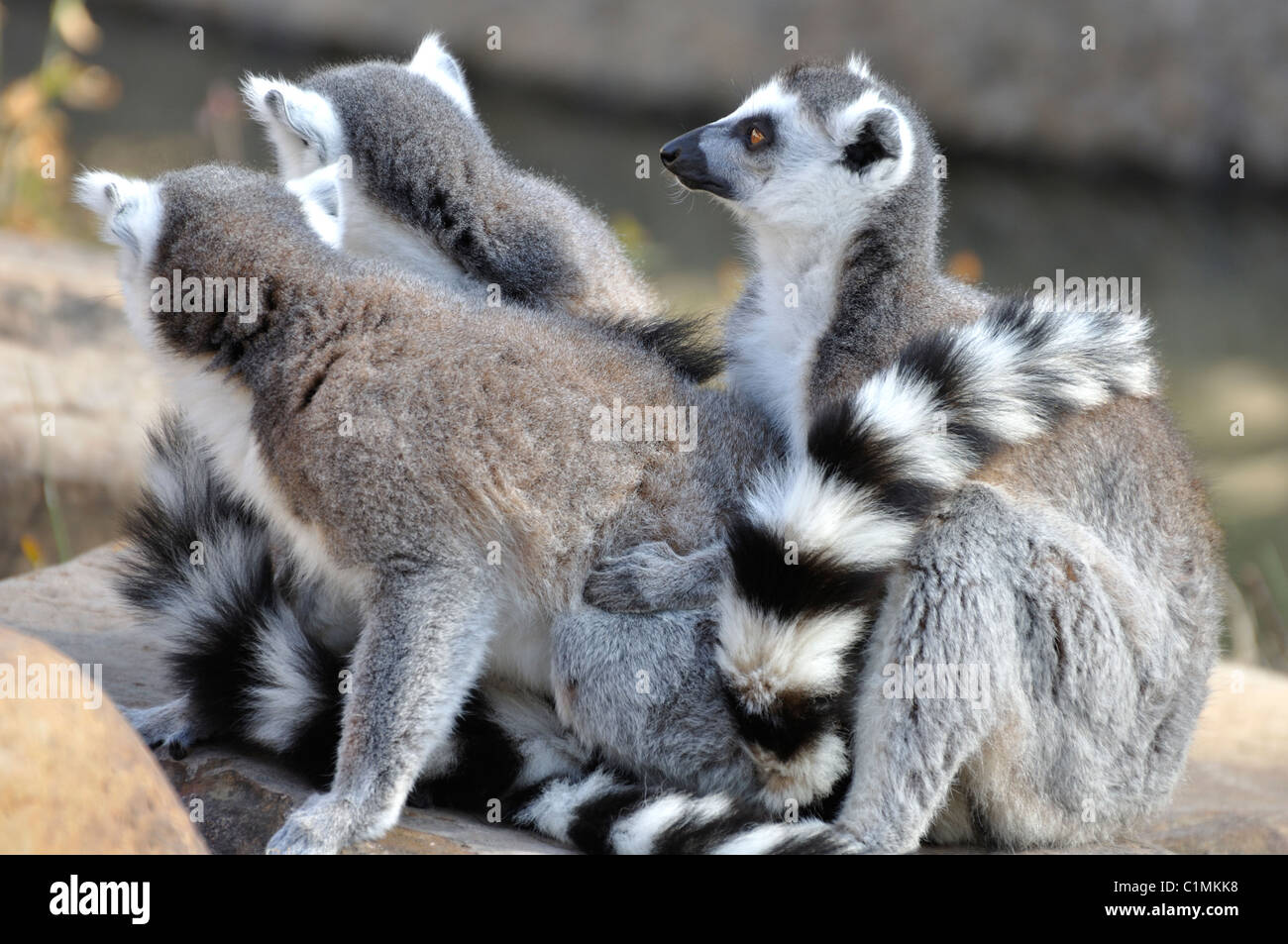 Kattas - Lemur catta Stockfoto
