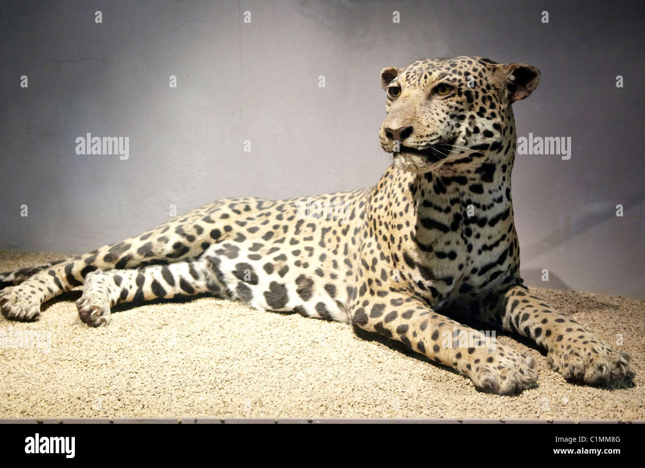 Rc 15295 Fotos und Bildmaterial in hoher Auflösung Alamy