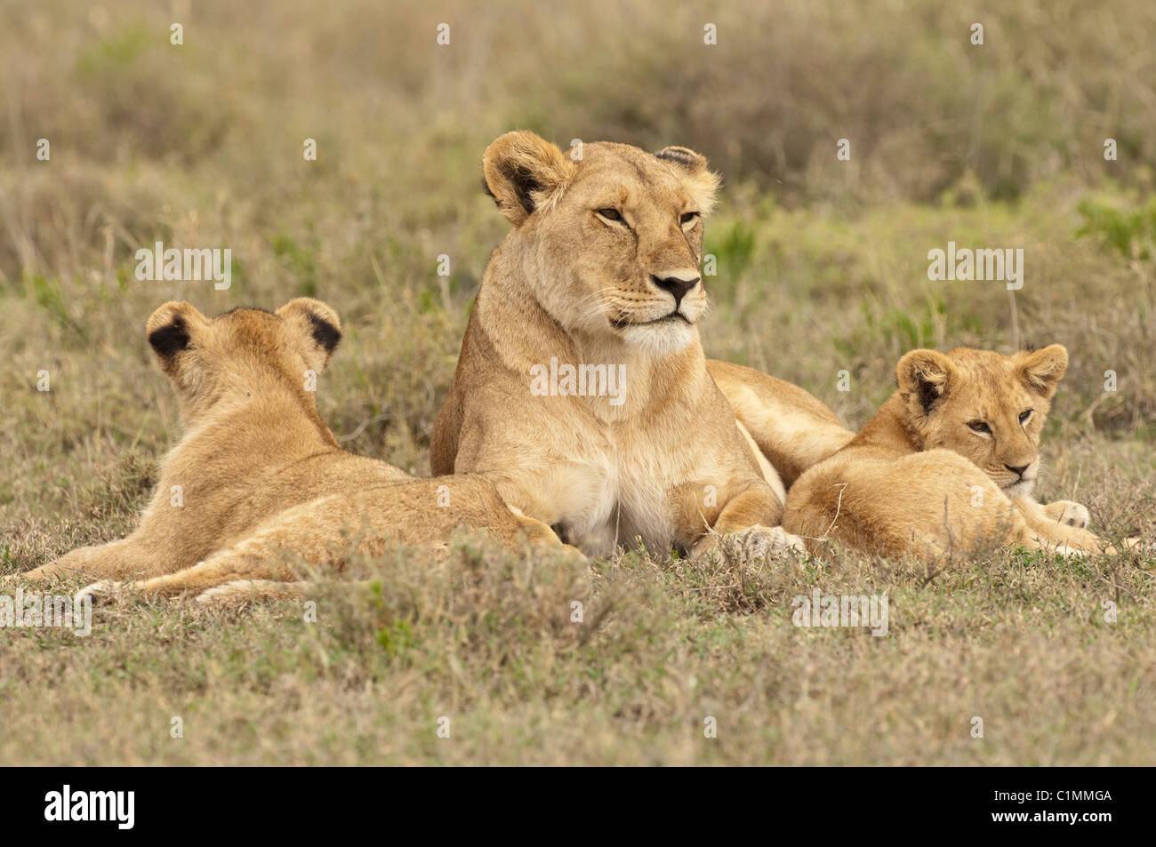 Stock Foto von einer Löwin und zwei jungen in den Rasen ruht. Stockfoto