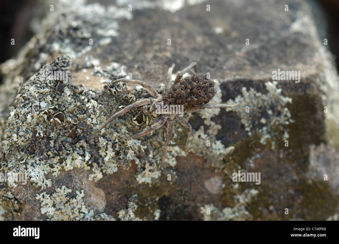 Ein wolf spider (Familie Lycosidae) auf einem Felsen. Wenn die spiderlings schlüpfen, sind sie rund um auf die weiblichen Rücken getragen (wie hier zu sehen). Stockfoto