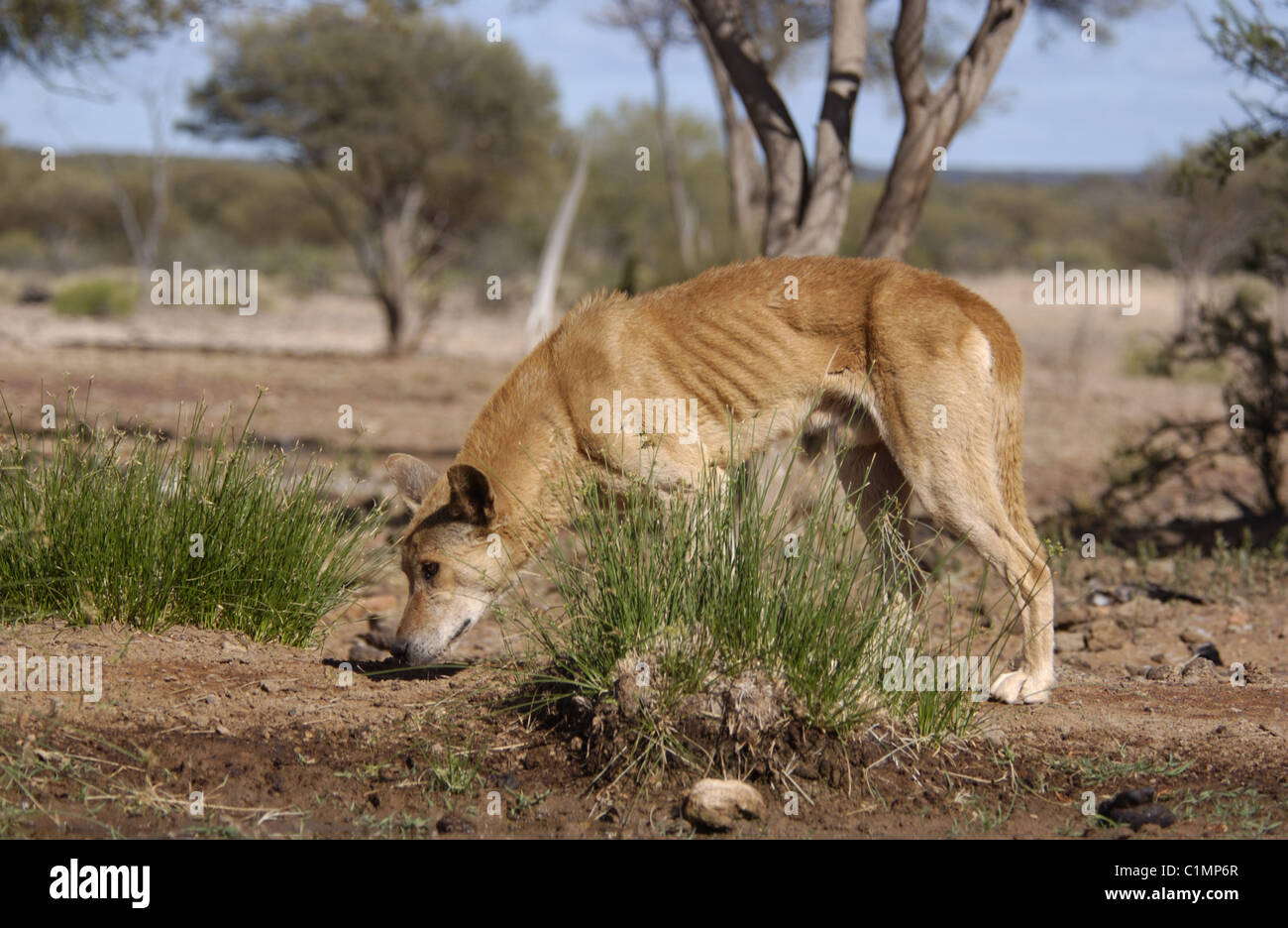 Eine hungrige australische Dingo (Canis lupus Dingo) im unteren Fortescue River von Western Australia. Stockfoto