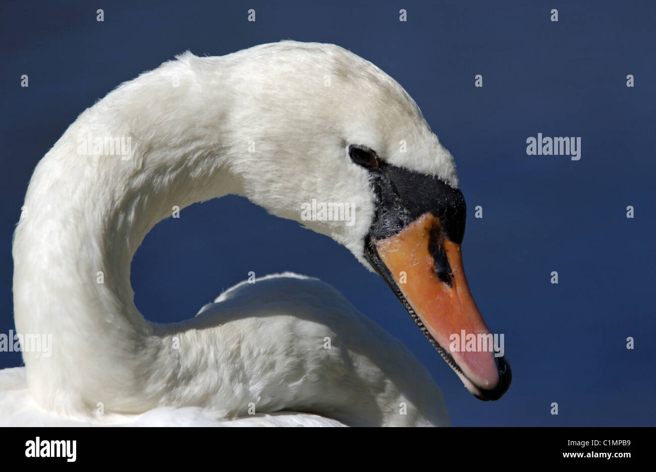 Kopf einer weiblichen Höckerschwan (Cygnus olor) Western Australia. Stockfoto