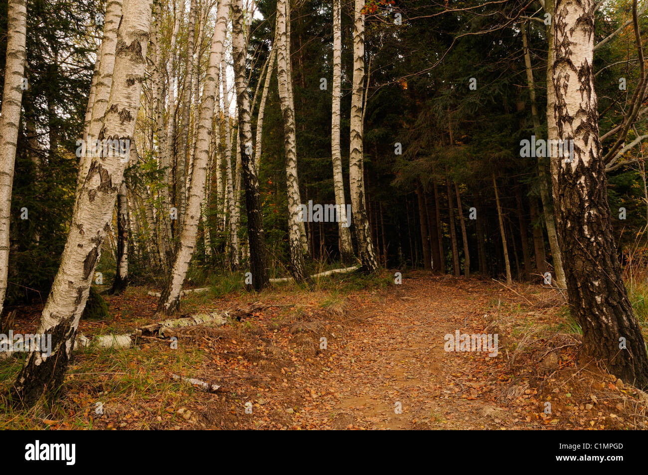 Wald-Szene, Gorski Kotar, Kroatien Stockfoto