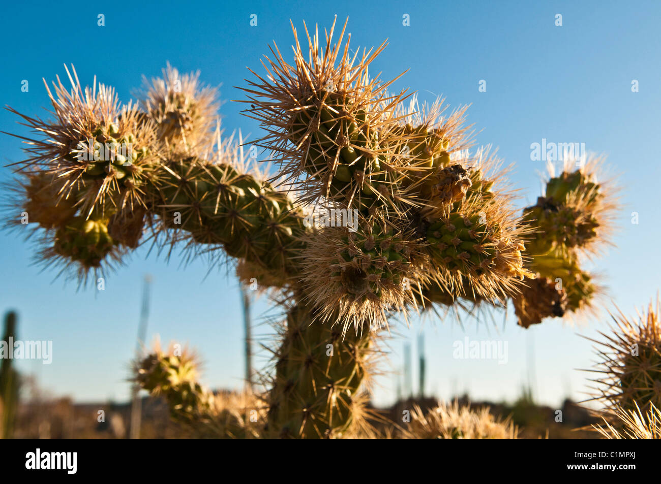 Dornige Cholla Cactus, Baja California, Mexiko Stockfoto