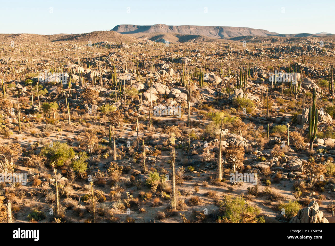 Sonora-Wüste Landschaft, Baja California, Mexiko Stockfoto