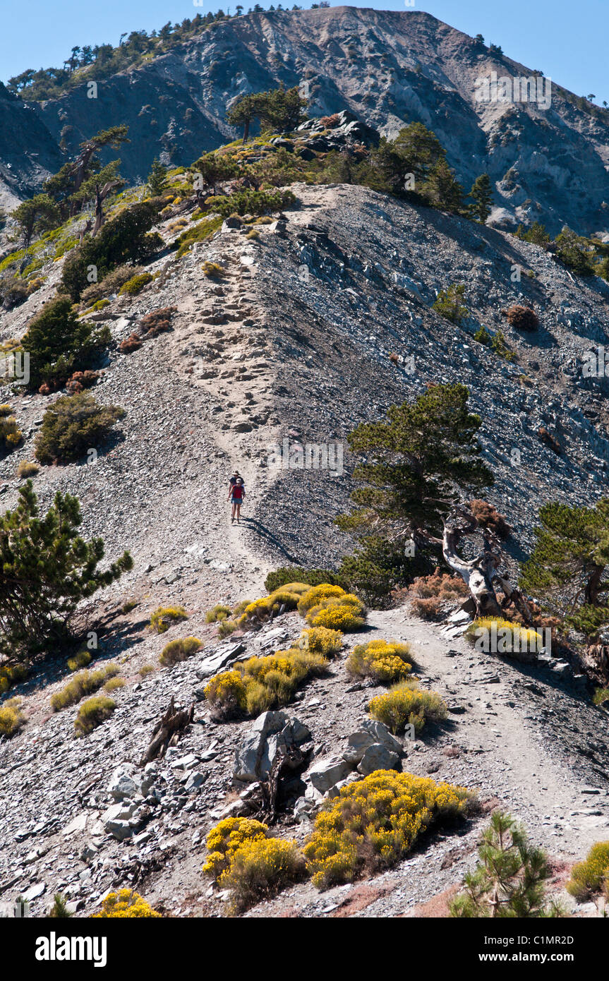 Wanderer, Abstieg vom Mount San Antonio, (Mt. Baldy), S. San Gabriel Mountains, Los Angeles County, Kalifornien, USA Stockfoto