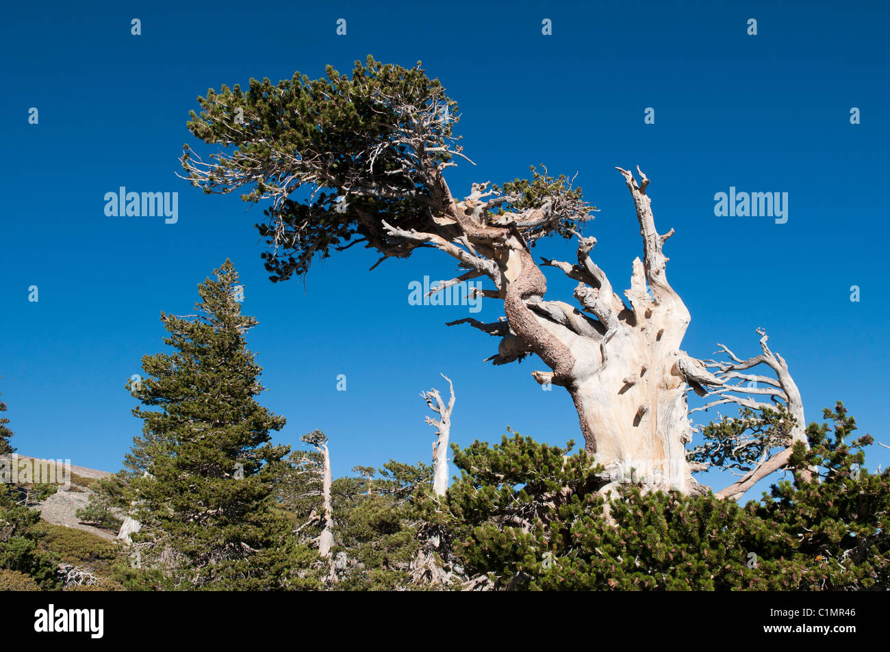 Lodgepole Pine (Pinus Contorta Subsp. Murryana), Mount San Antonio, San Gabriel Mountains, Los Angeles County, Kalifornien, USA Stockfoto
