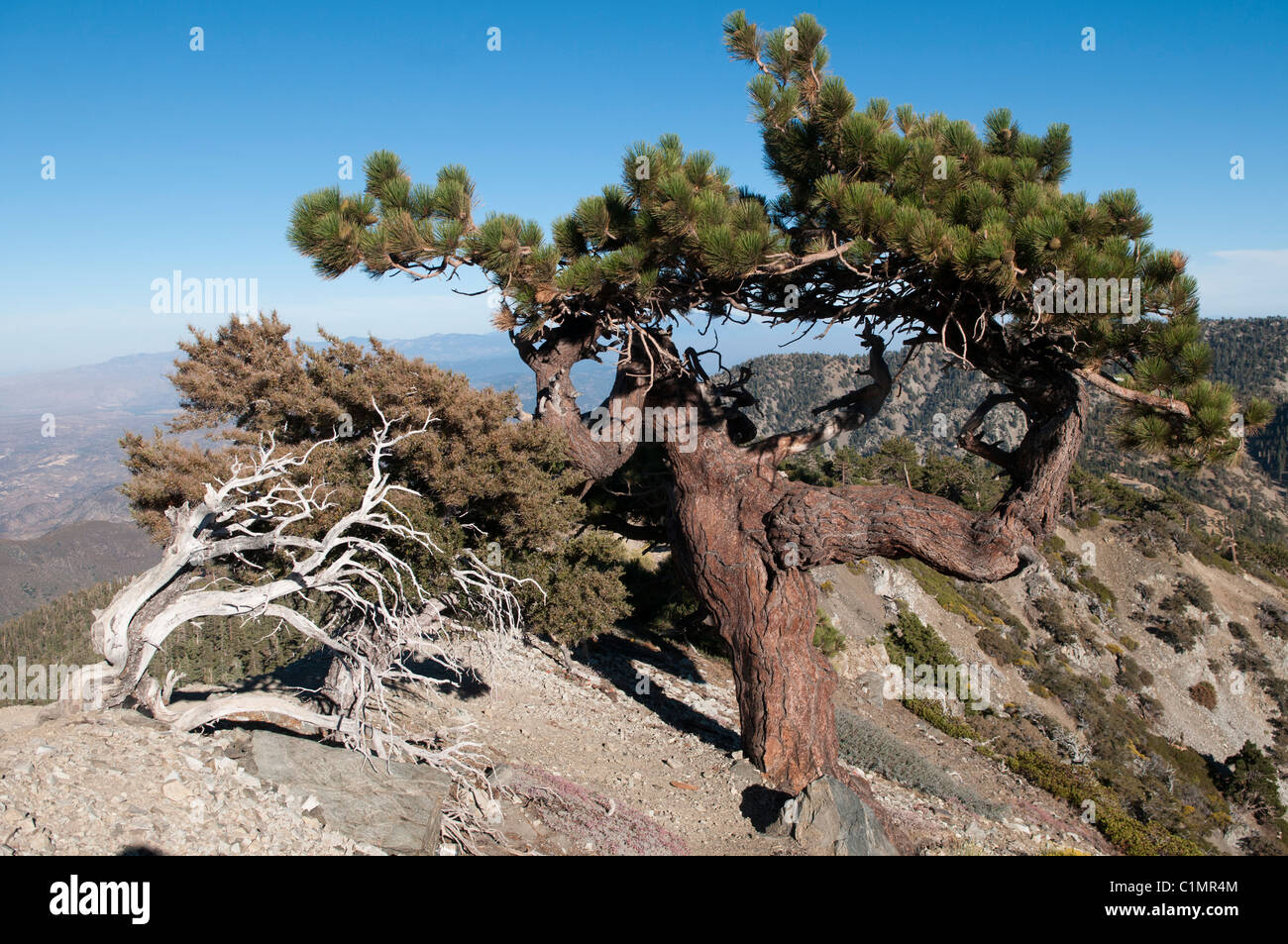 Jeffrey Kiefer (Pinus Jeffreyi) Mt. Baldy (Mount San Antonio), San Gabriel Mountains, Los Angeles County, Kalifornien Stockfoto