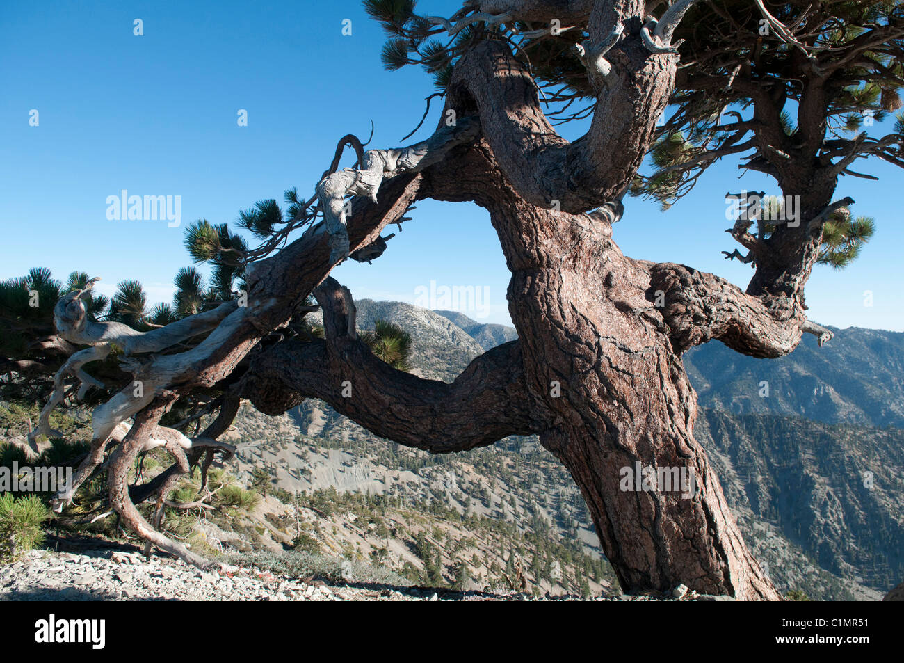 Jeffrey Kiefer (Pinus Jeffreyi) Mt. Baldy (Mount San Antonio), San Gabriel Mountains, Los Angeles County, Kalifornien Stockfoto