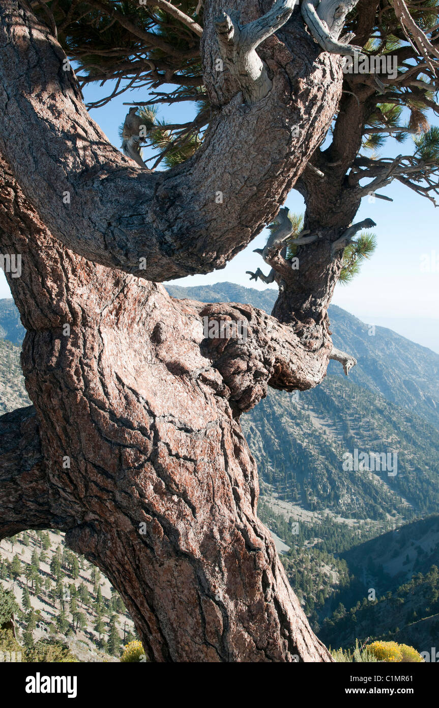 Jeffrey Kiefer (Pinus Jeffreyi) Mt. Baldy (Mount San Antonio), San Gabriel Mountains, Los Angeles County, Kalifornien Stockfoto
