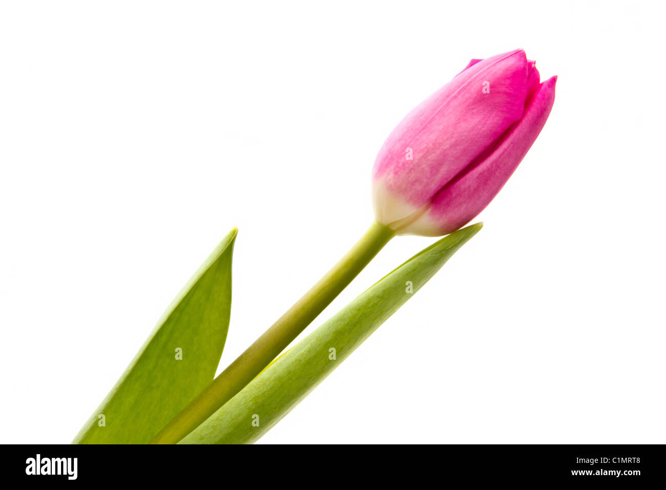 Rosa Tulpe isoliert auf weißem Hintergrund Stockfoto