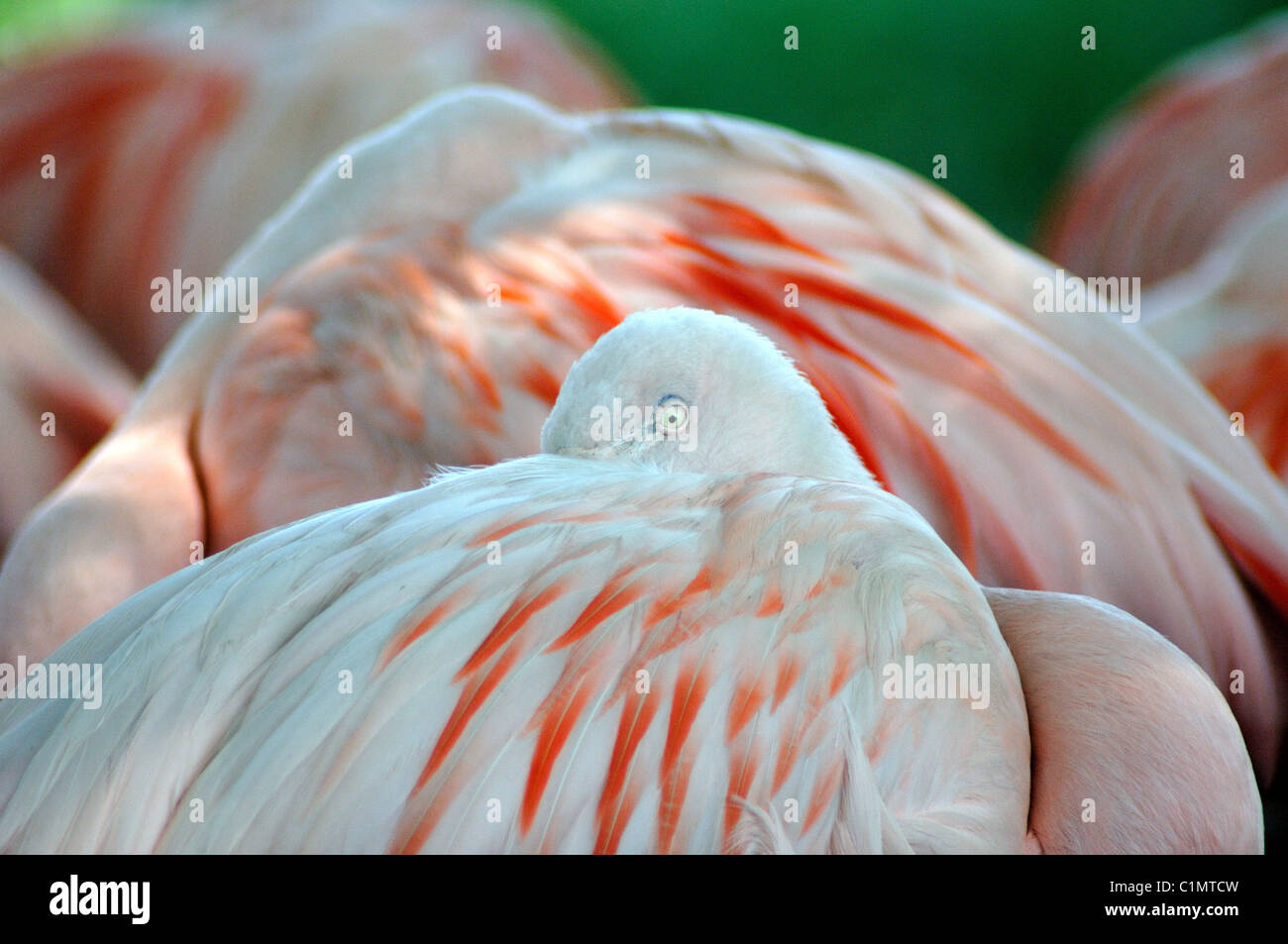 Ein Flamingo ruhen und beobachtete mit einem Auge. Stockfoto