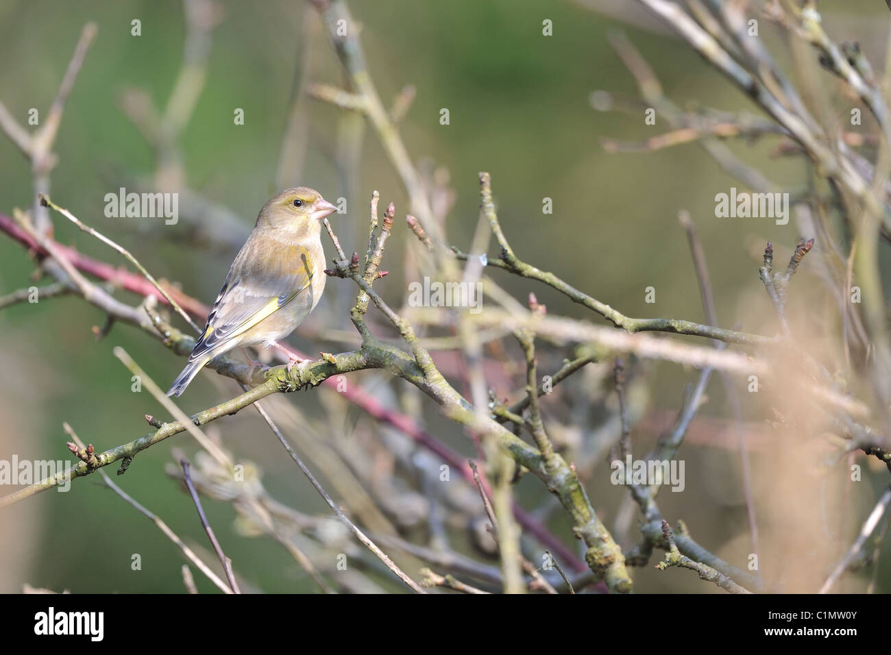 Europäischen Grünfink (Zuchtjahr Chloris - Chloris Chloris) weiblich thront auf Zweig im Winter - Louvain-La-Neuve - Belgien Stockfoto