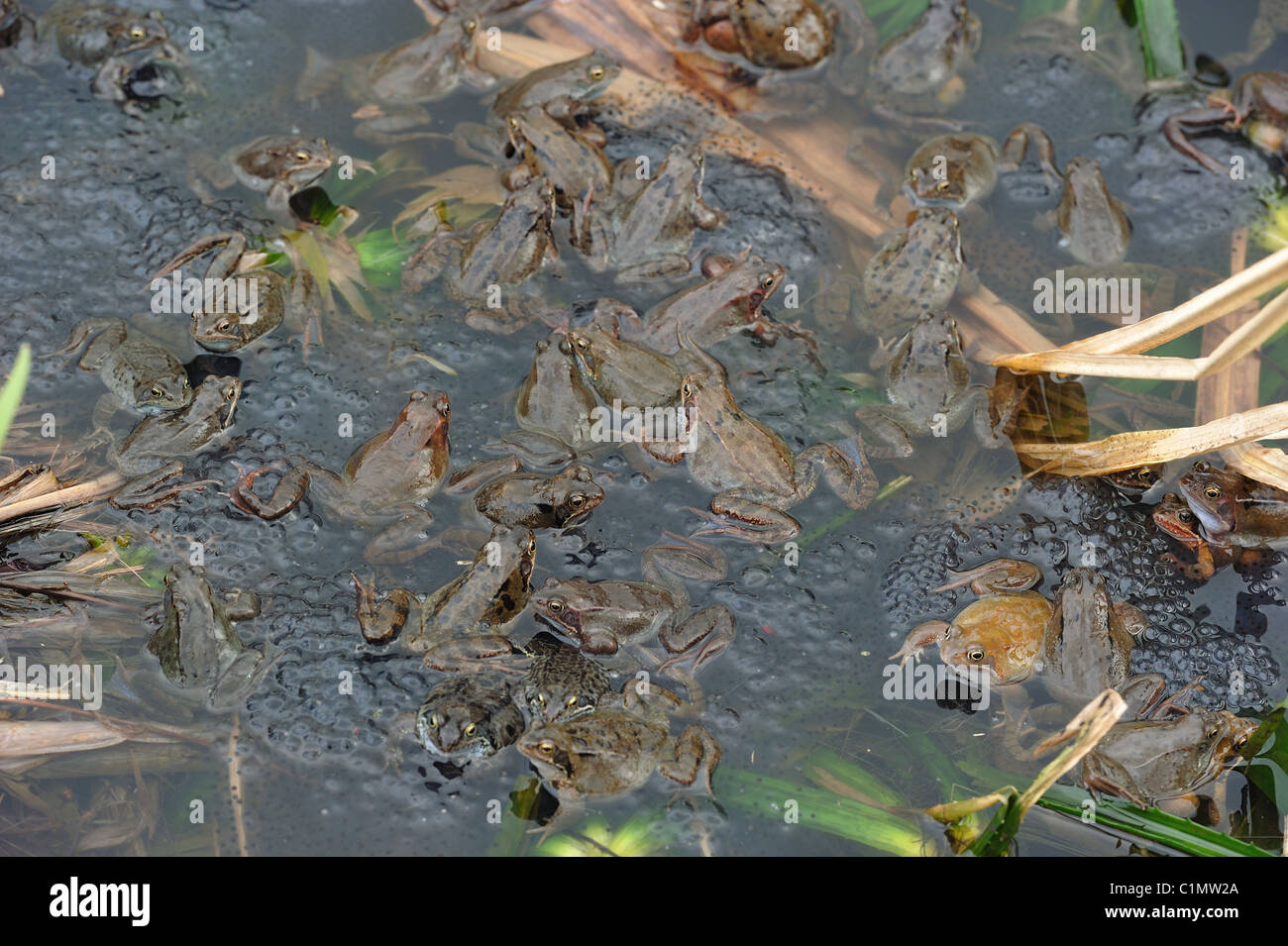 Grasfrosch (Rana Temporaria) im Teich zur Paarung treffen Stockfoto