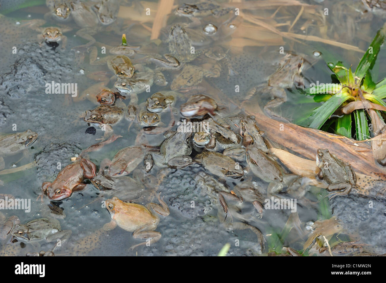 Grasfrosch (Rana Temporaria) im Teich zur Paarung treffen Stockfoto