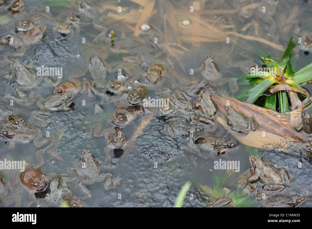 Grasfrosch (Rana Temporaria) im Teich zur Paarung treffen Stockfoto
