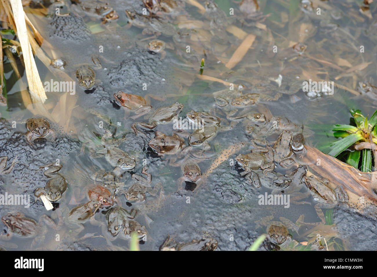 Grasfrosch (Rana Temporaria) im Teich zur Paarung treffen Stockfoto