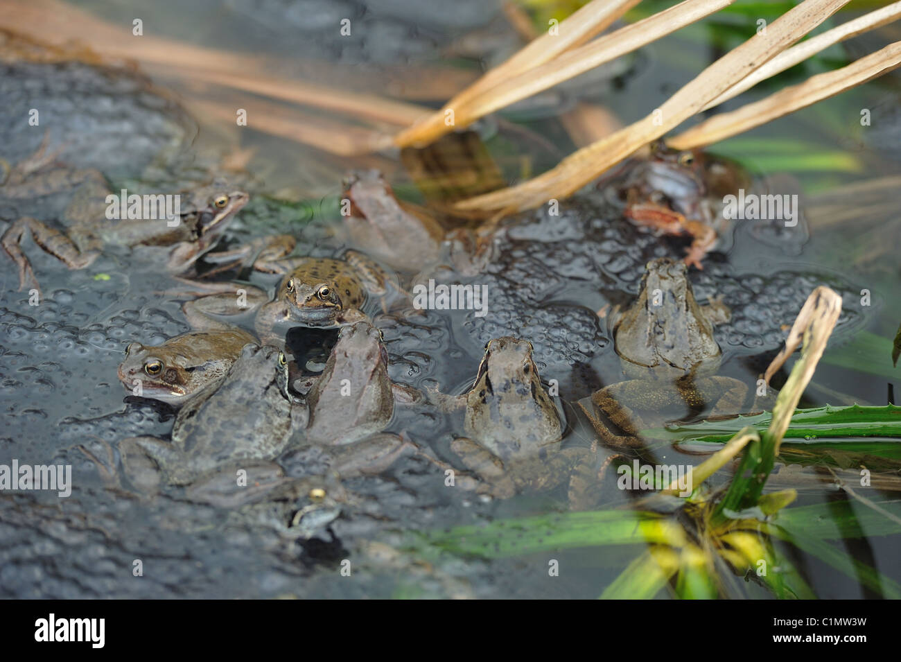 Grasfrosch (Rana Temporaria) im Teich zur Paarung treffen Stockfoto