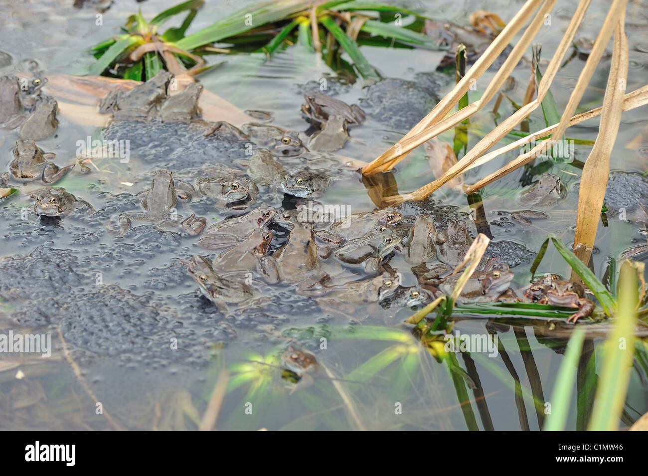 Grasfrosch (Rana Temporaria) im Teich zur Paarung treffen Stockfoto