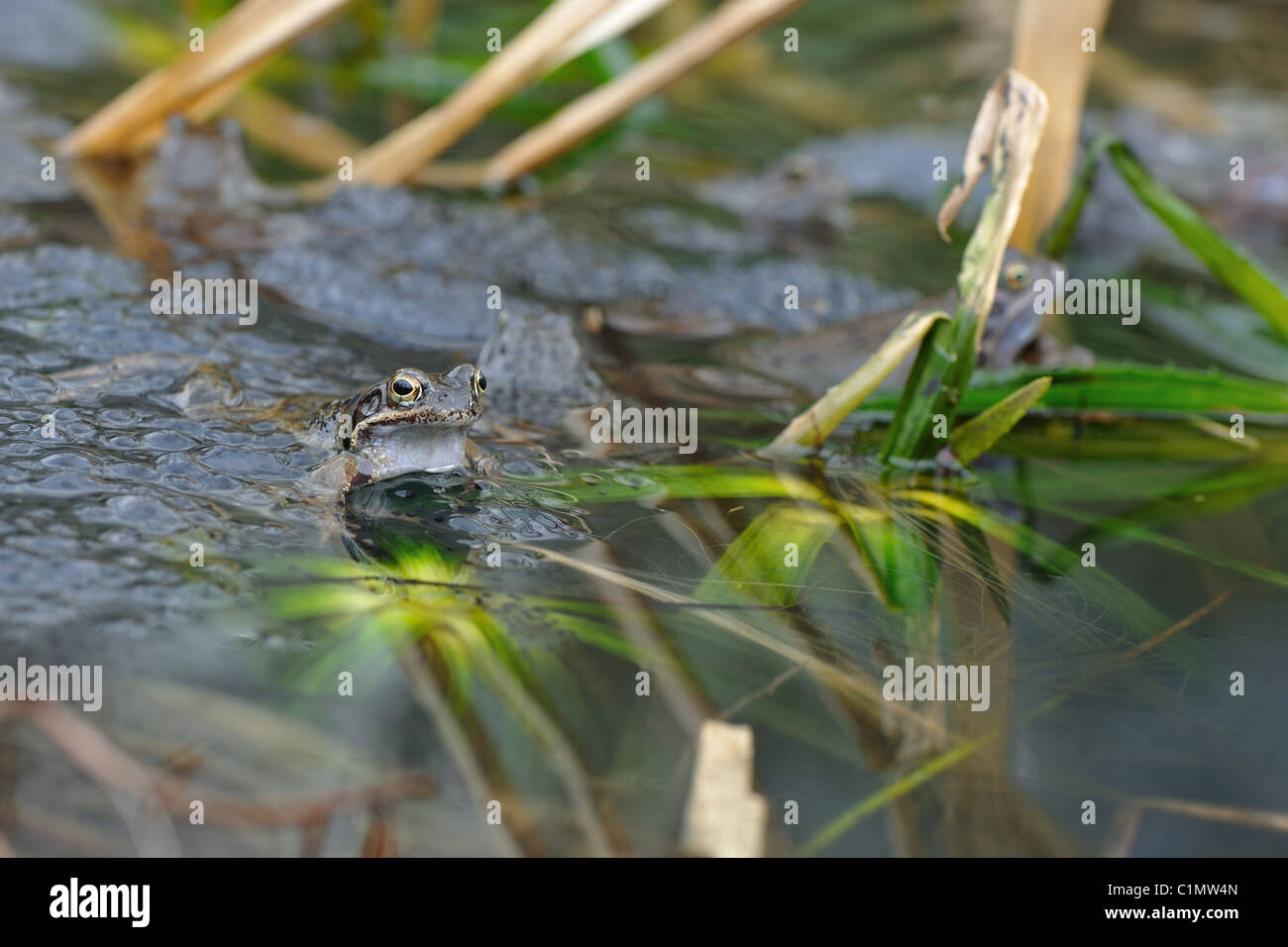 Gemeinsamen Frosch (Rana Temporaria) männlich warten auf eine Paarung Partner unter Cluster von spawn Stockfoto