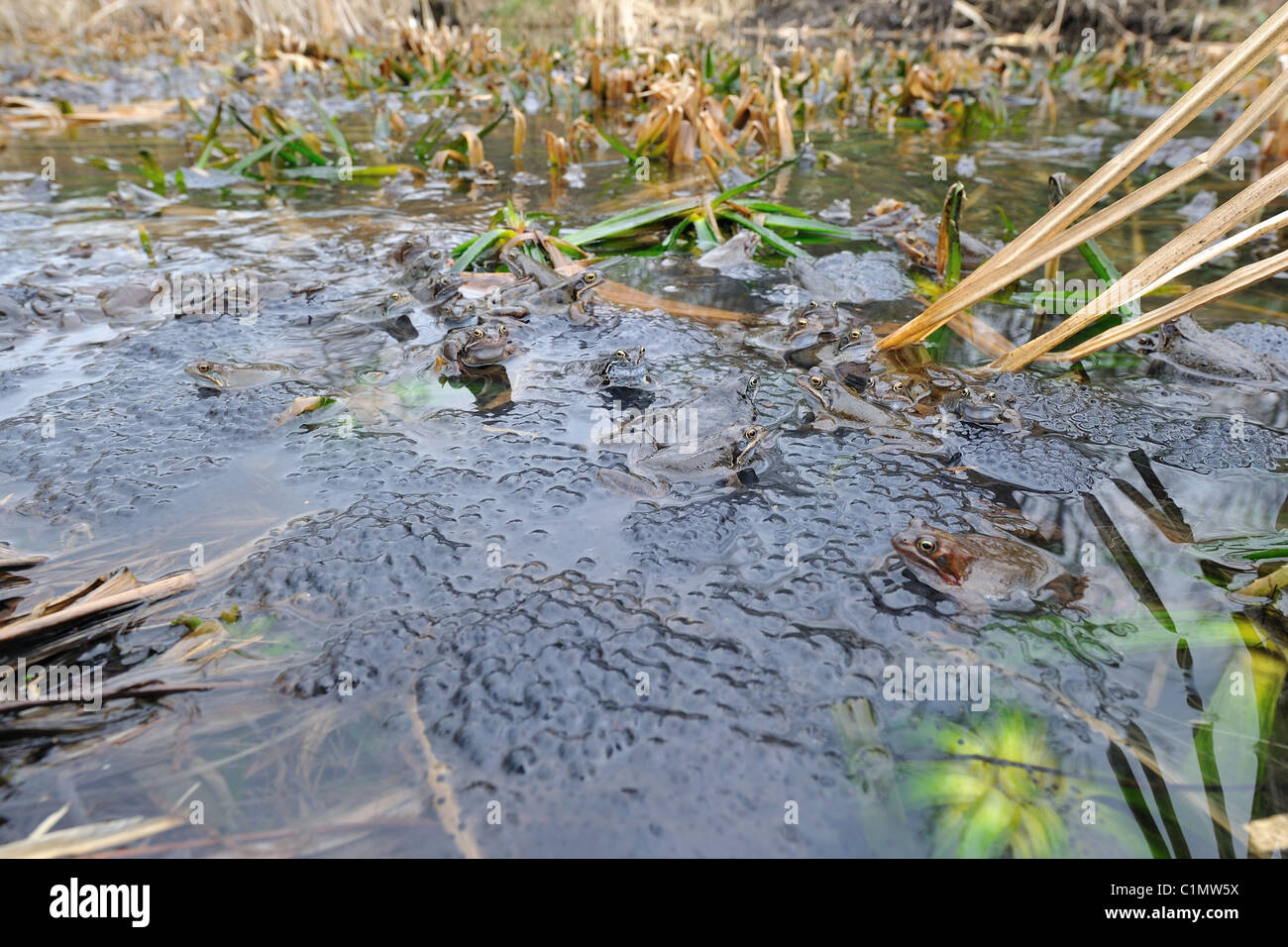 Grasfrosch (Rana Temporaria) im Teich zur Paarung treffen Stockfoto
