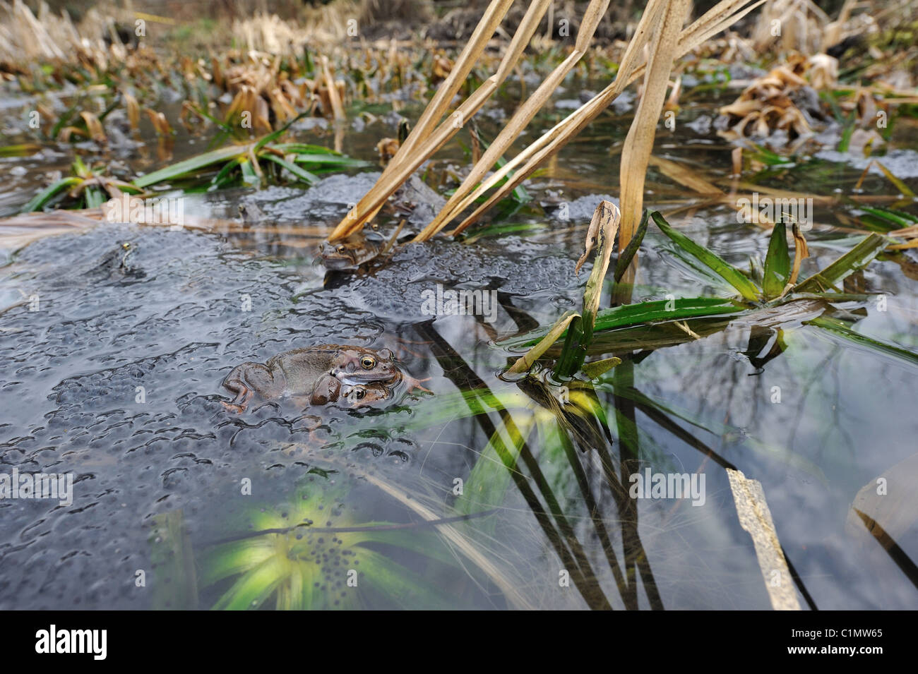 Gemeinsamen Frosch (Rana Temporaria) paar Paarung in die Pfütze unter massiven Klumpen von spawn Stockfoto