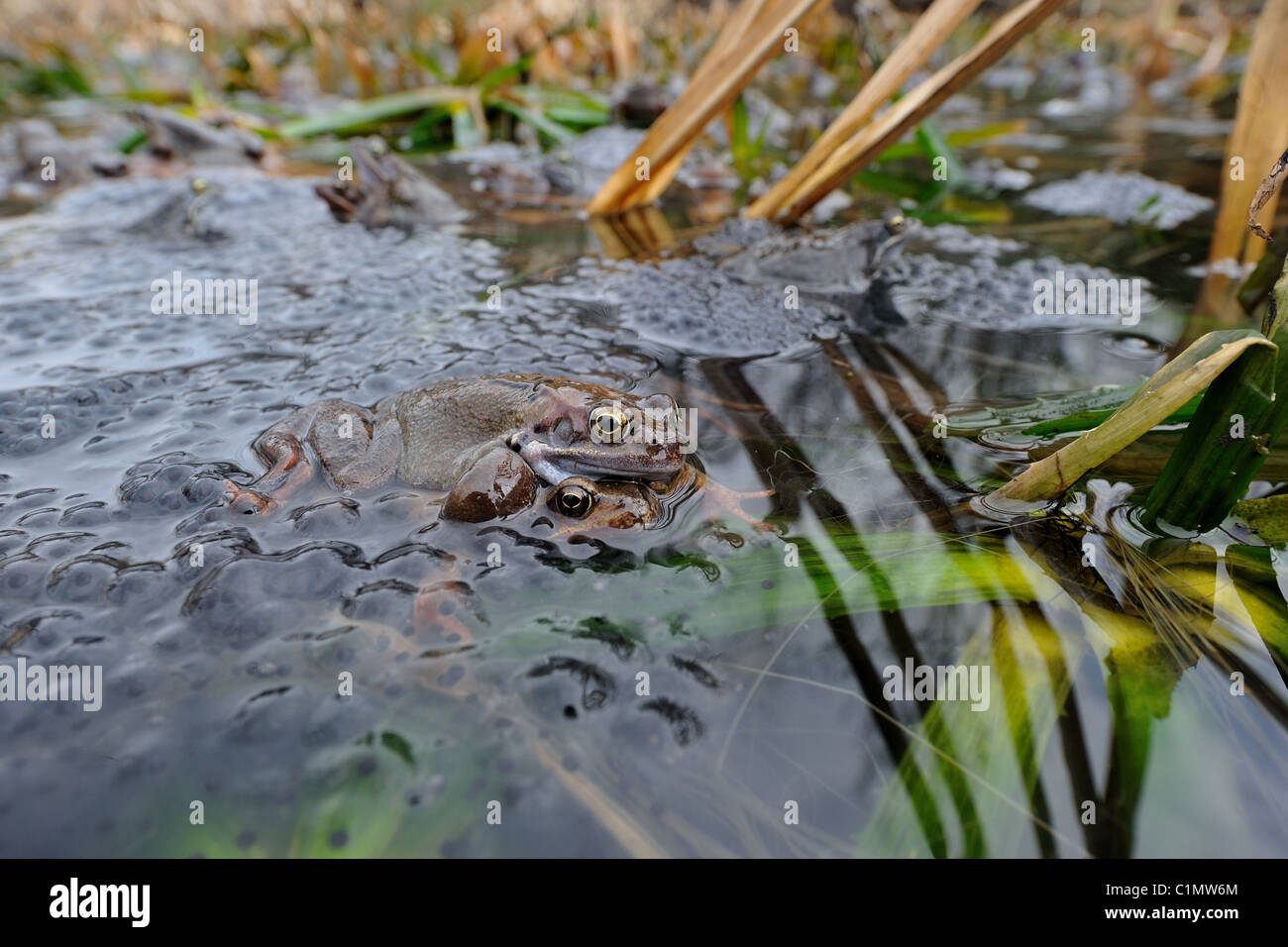 Gemeinsamen Frosch (Rana Temporaria) paar Paarung in die Pfütze unter massiven Klumpen von spawn Stockfoto