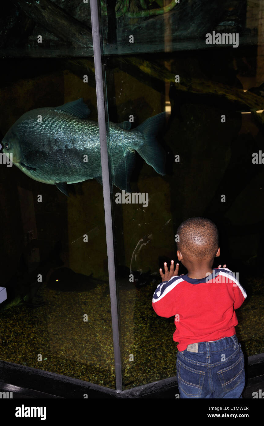 Schwarzer Junge Fische im Aquarium beobachten Stockfoto
