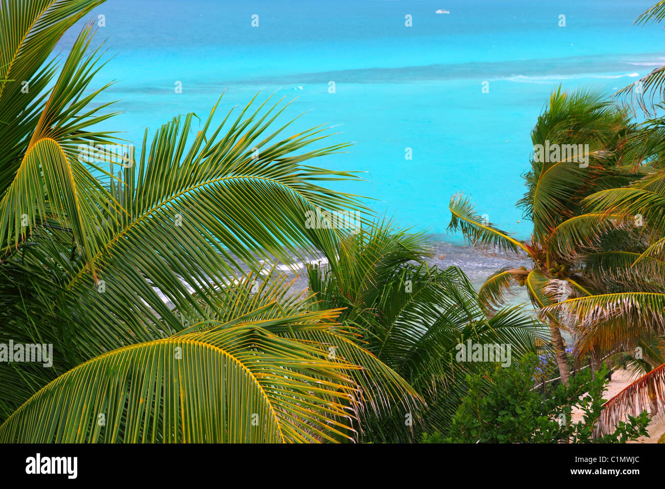 Türkisfarbenen karibischen Meer Hintergrund Kokospalme Bäume Vordergrund Stockfoto