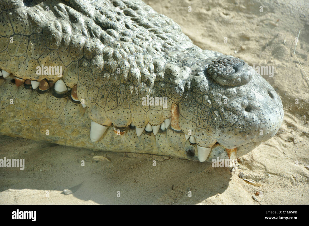 Krokodil-Nase Stockfoto