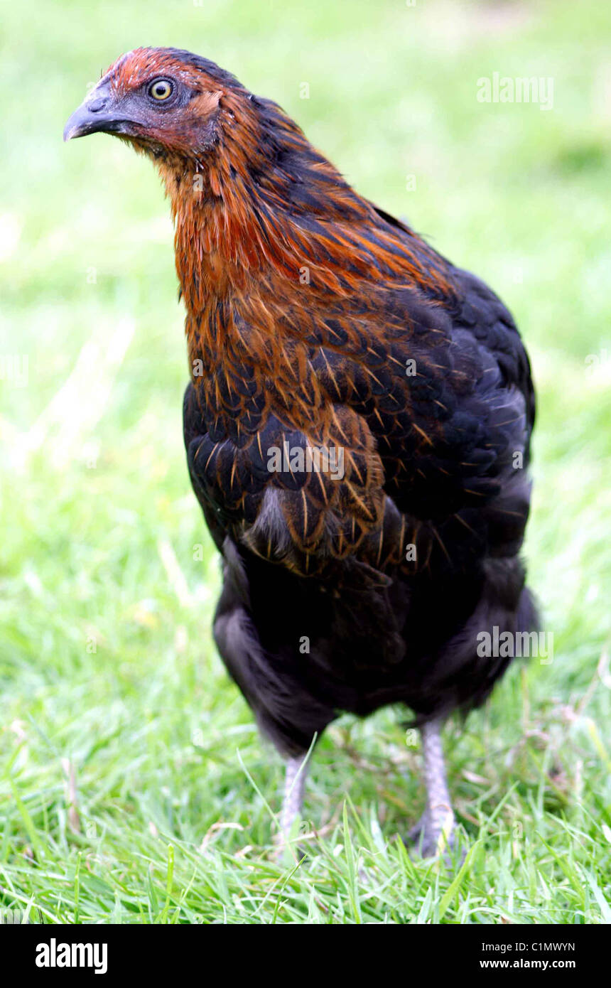 Die Maran Cuivre ist ein Beispiel für ein Hybrid-Huhn Stockfoto