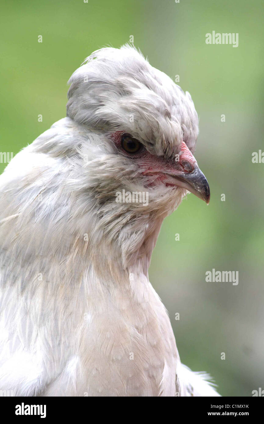 Der Leiter der ein Araucana-Huhn Stockfoto