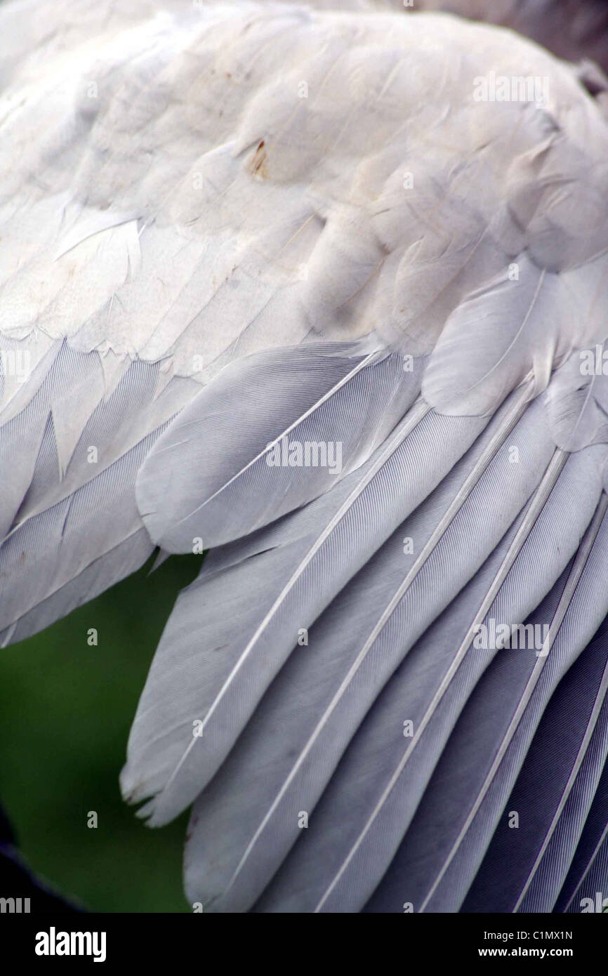 Araucana Huhn Flügel verlängert, um Federn zu verdeutlichen. Stockfoto