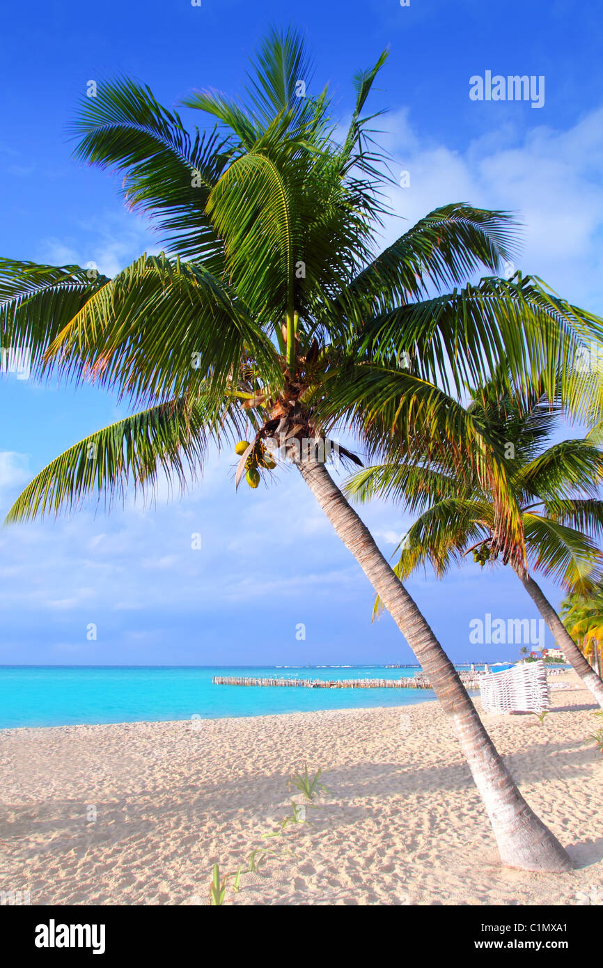 Karibik Nord Strand Palmen Isla Mujeres Insel Mexiko Cancun Stockfoto
