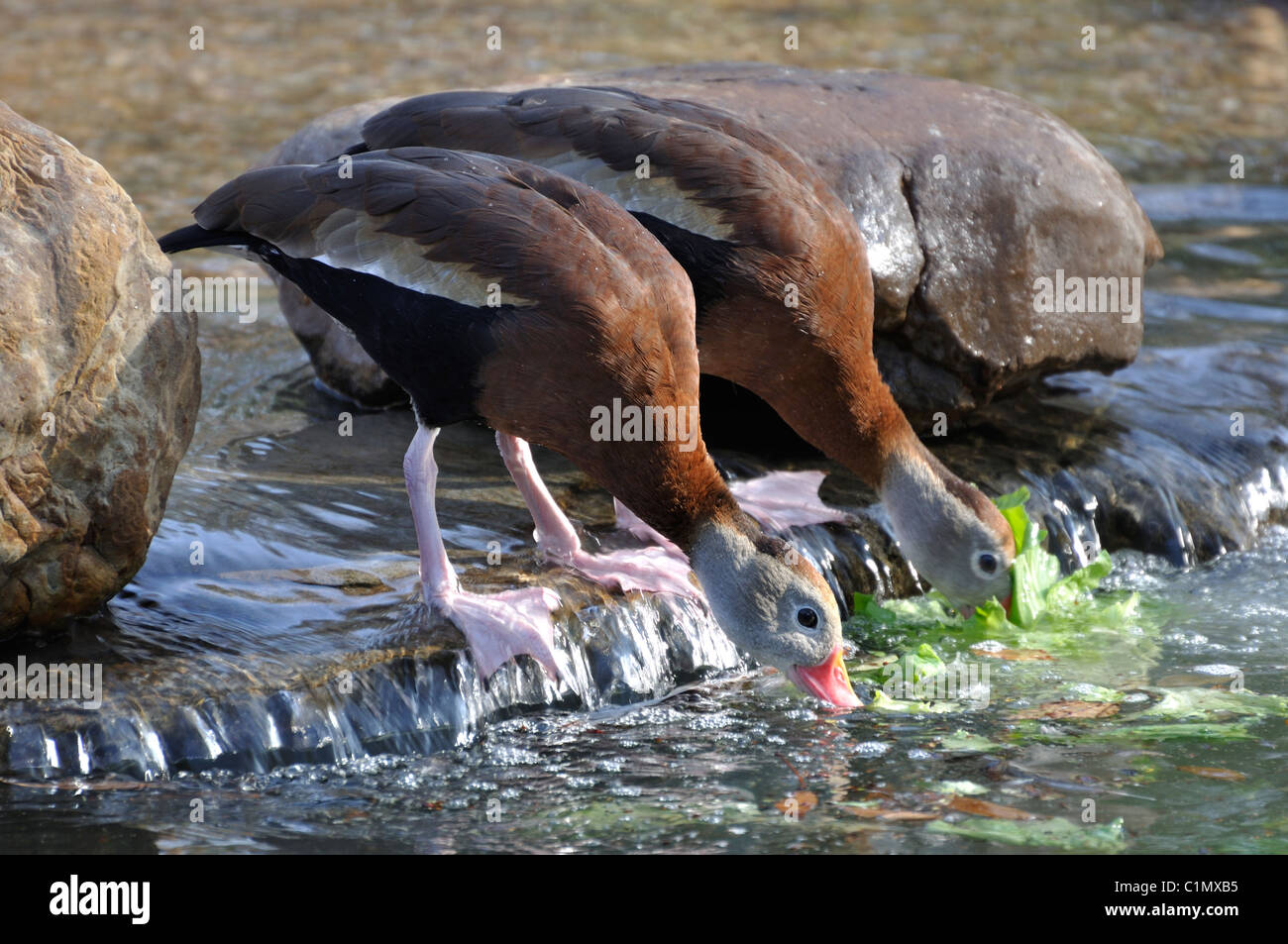 Enten-Trinkwasser Stockfoto