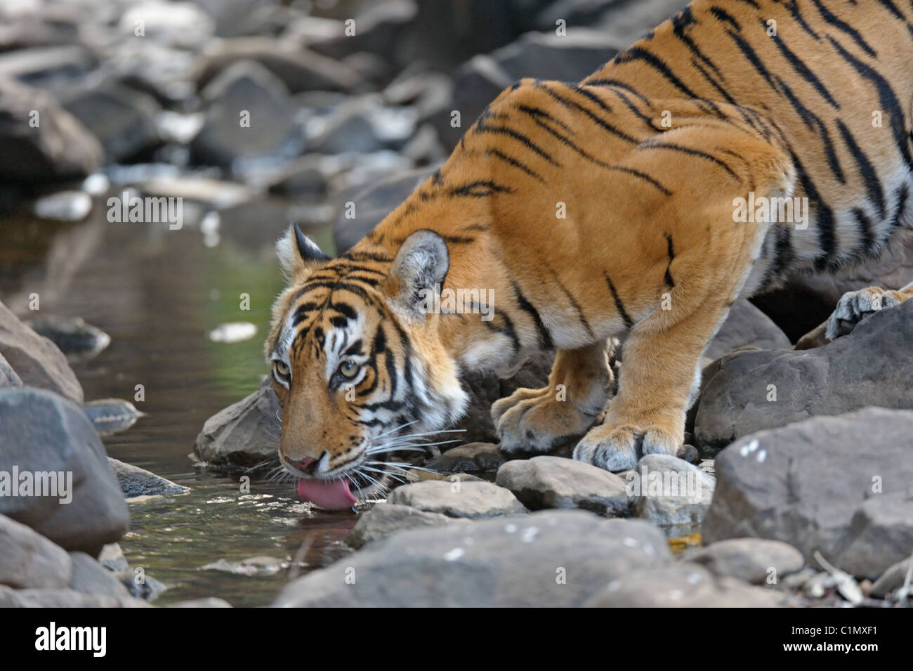 Tiger, trinken aus einem Wasserloch im Ranthambhore National Park, Indien Stockfoto