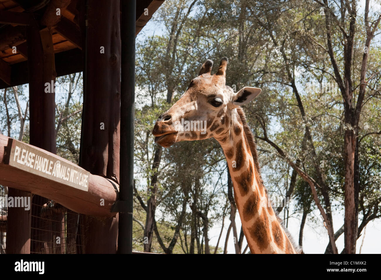 Rothschild Giraffe, Giraffe Centre in Nairobi, Kenia Stockfoto