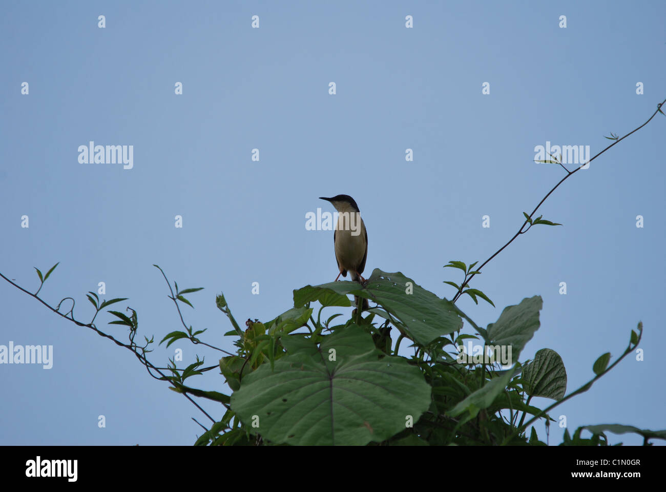 Long-tailed Shrike sitzen in einer Baumkrone Stockfoto
