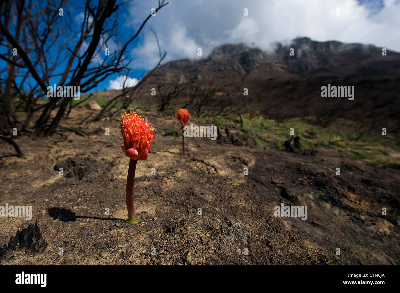 Aprilscherz-Blume auf dem Tafelberg Stockfoto