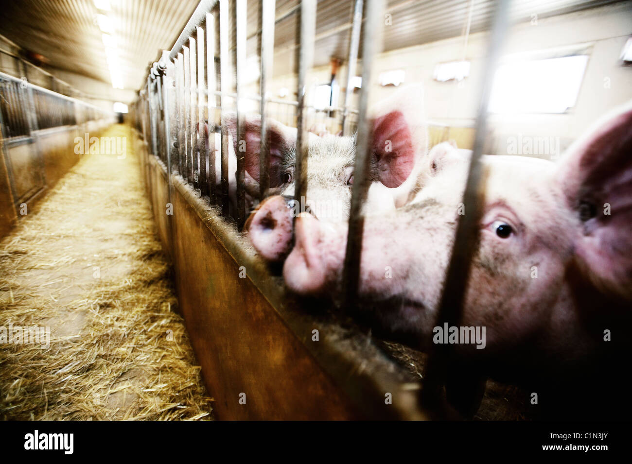 Schwein-Bauernhof mit Schweinen in Käfigen Stockfoto