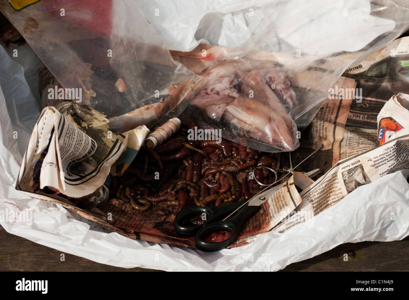 BVG-Würmer und Tintenfisch auf Zeitung für Köder für den Fischfang auf Cromer Pier angelegt. Stockfoto