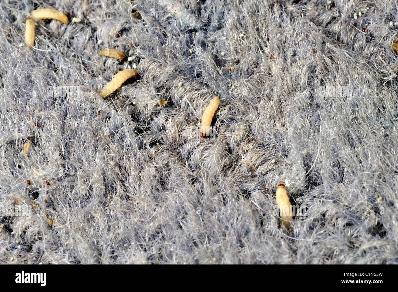 kleidung motten larven im wollteppich stockfoto, bild: 35500413 - alamy