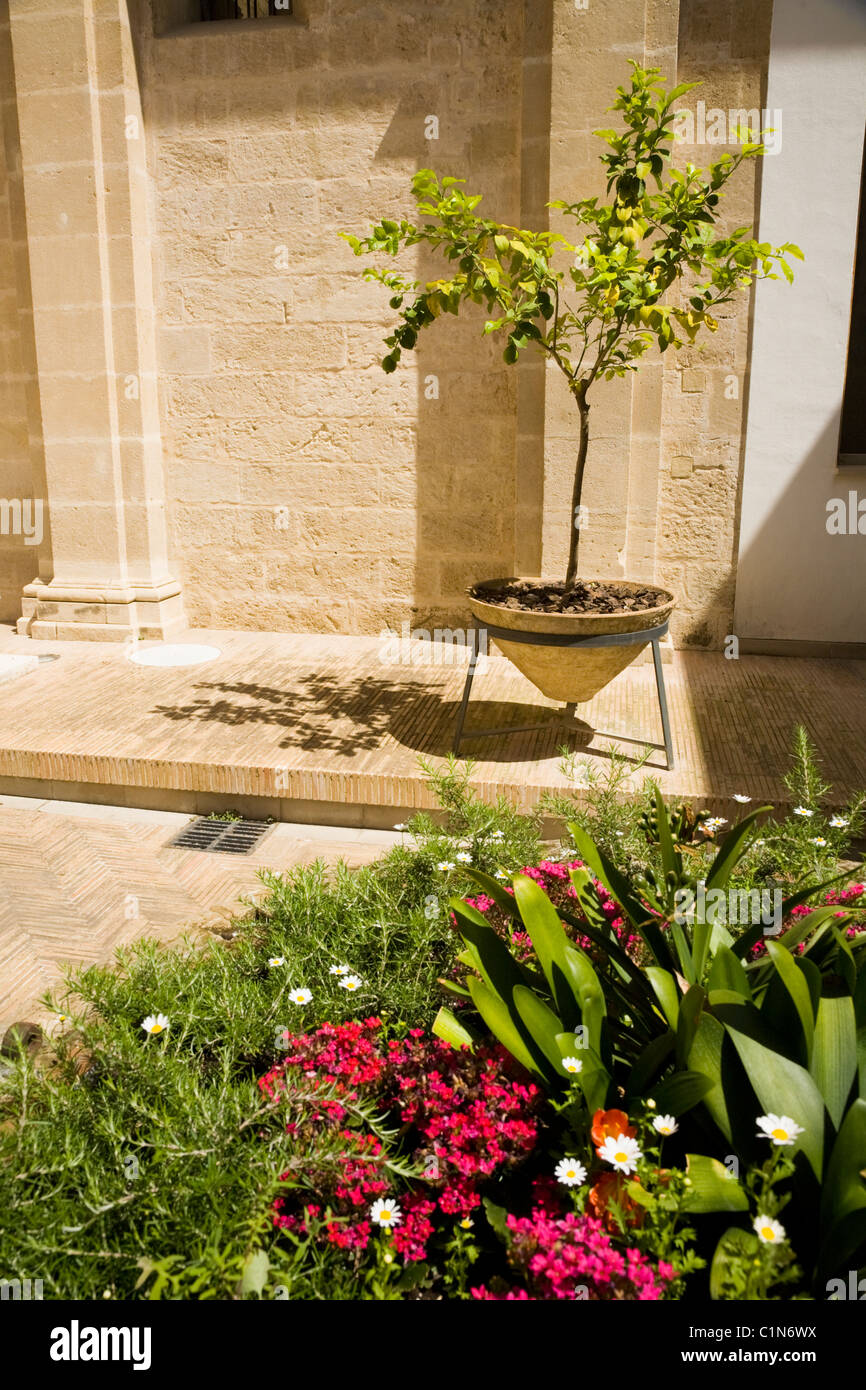 Container Pflanze / Baum & Blumen / Pflanzen im Innenhof-Gärten blühen /  Gelände der Kathedrale von Sevilla, Sevilla, Spanien Stockfotografie - Alamy