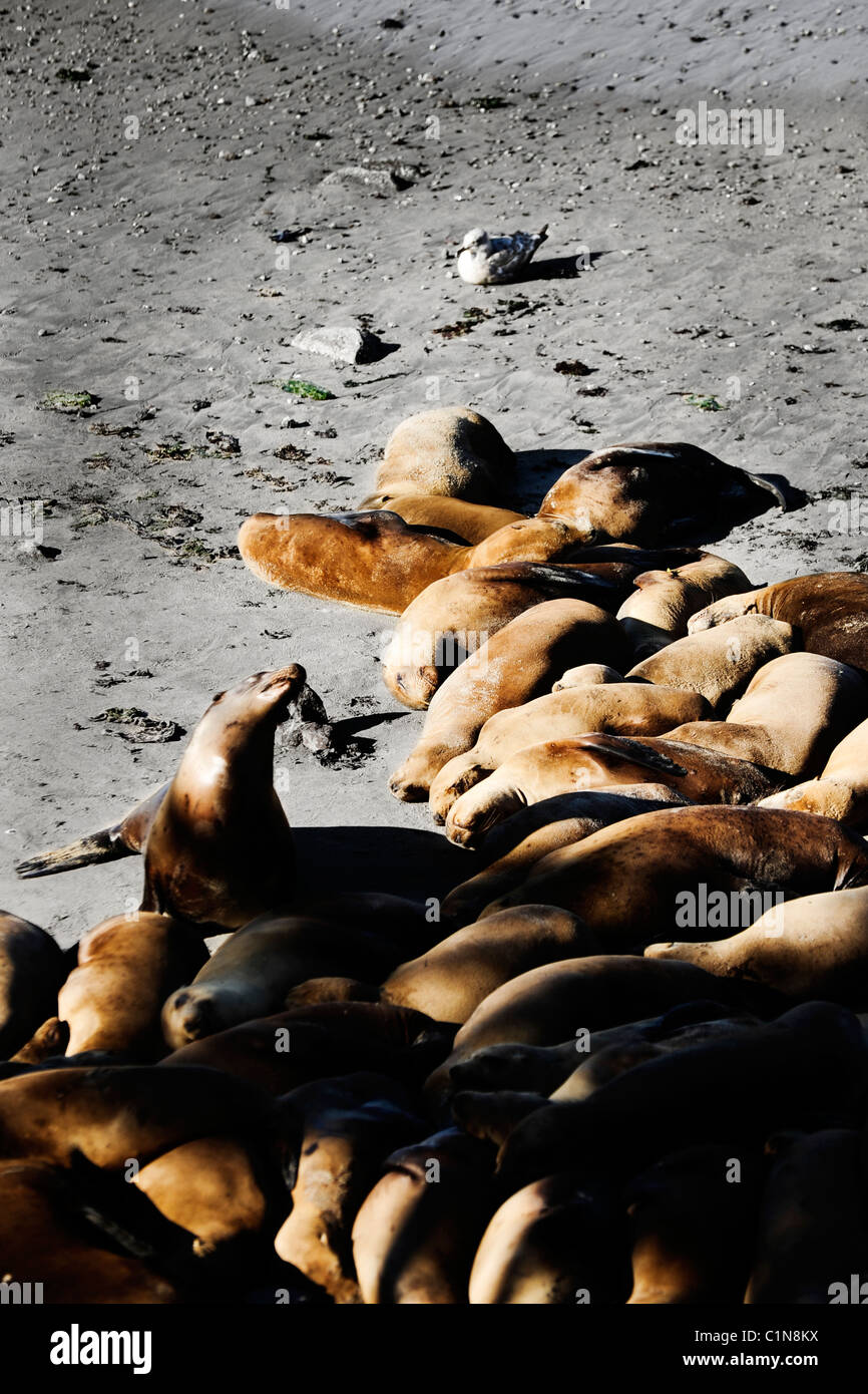 Seelöwen sonnen sich am Strand mit Möwen in der Nähe von Fishermans Wharf, Monterey, Kalifornien, USA Stockfoto