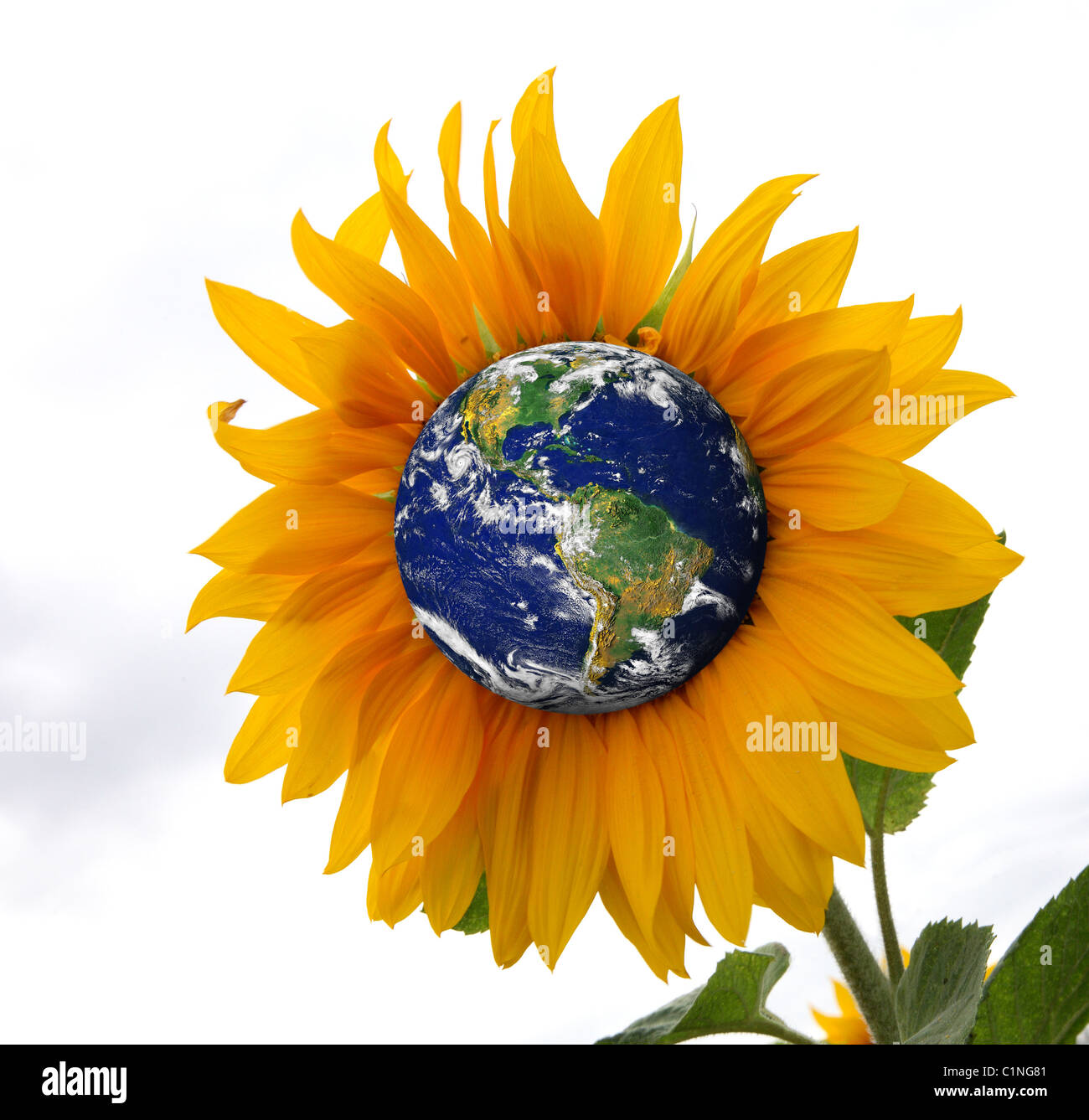Erde wie eine Sonnenblume, die Erde als einen lebendigen Organismus darstellt. Stockfoto