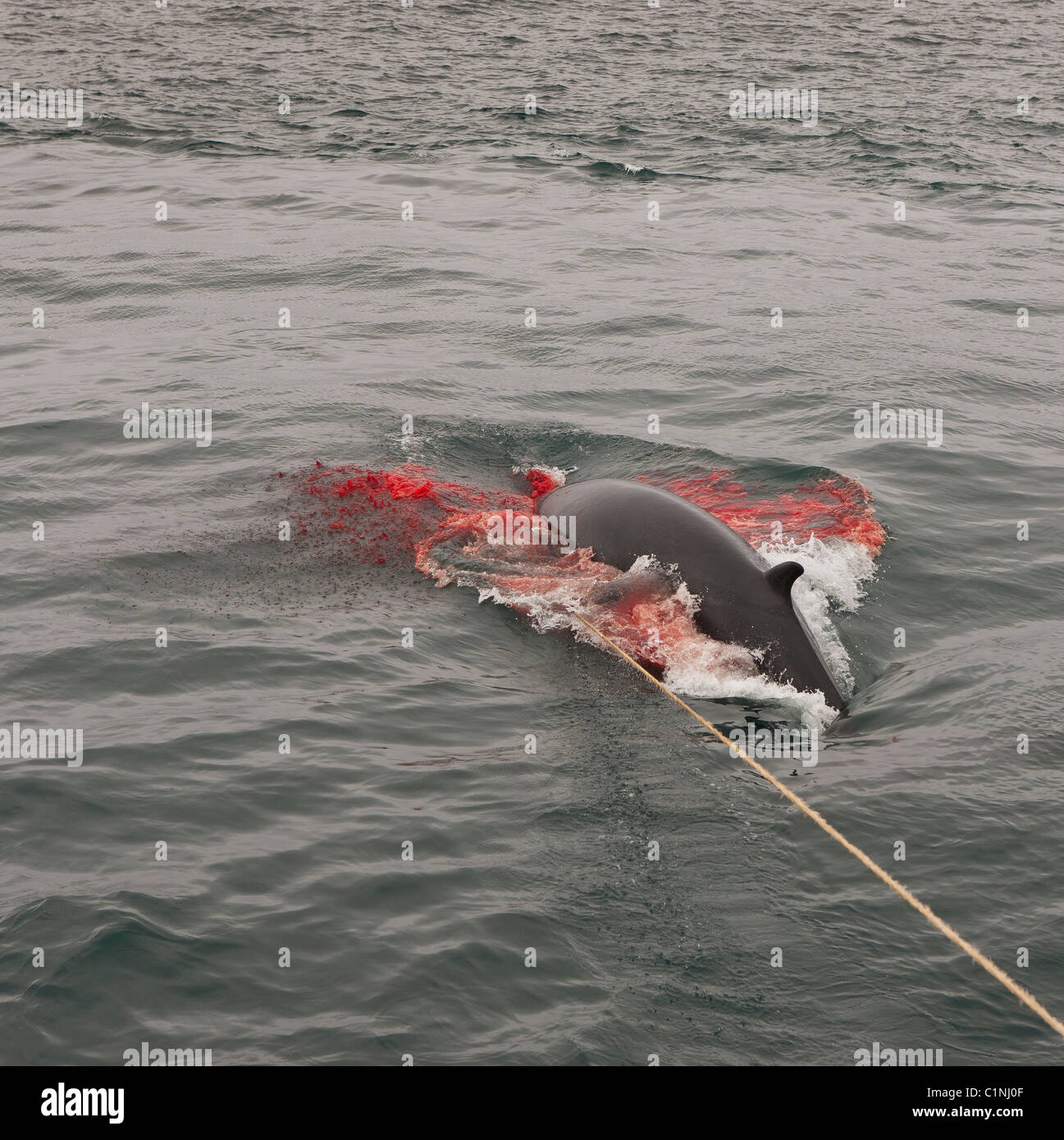 Minke Whale Hunt, Nordatlantik, Island Hrafnreydur KO-1 Boot Stockfoto