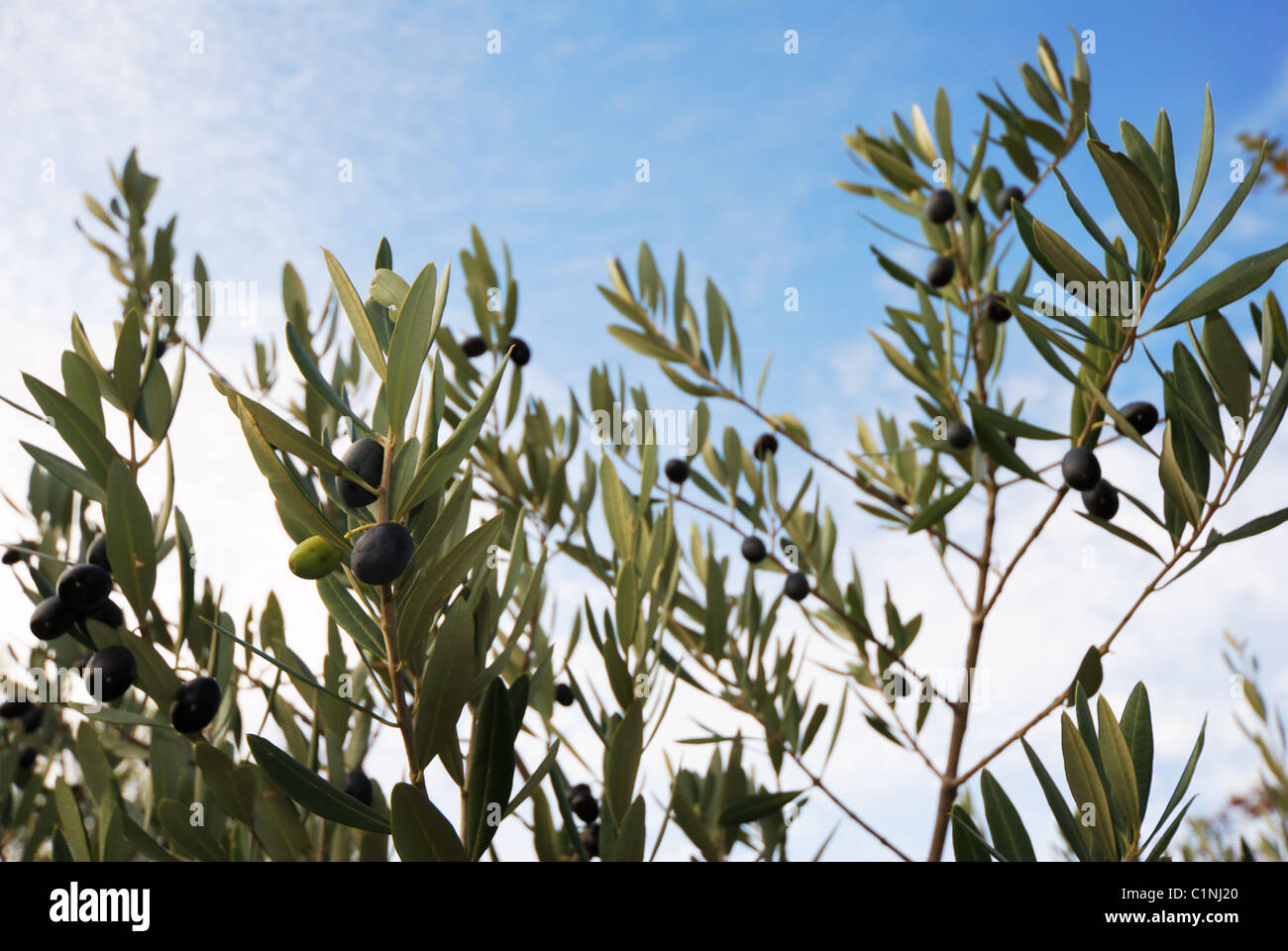 ficus plantes Ficus Benjamina – Cage Shape -1.5-1.8 m| Buy Online in UAE |Plantes.ae