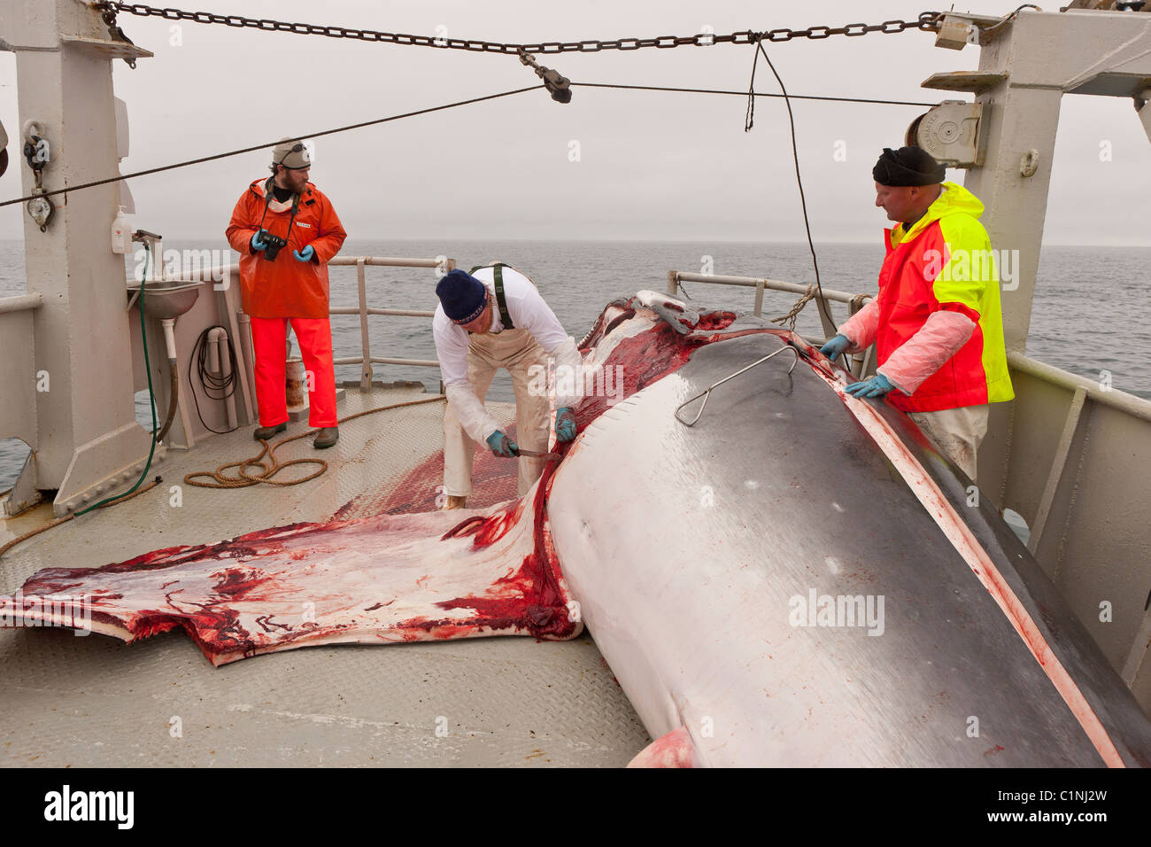 Minke Whale Hunt, Atlantic North Island Arbeiter Häuten und ausnehmen hin Wale. Hrafnreydur KO-100 (Boot) Stockfoto
