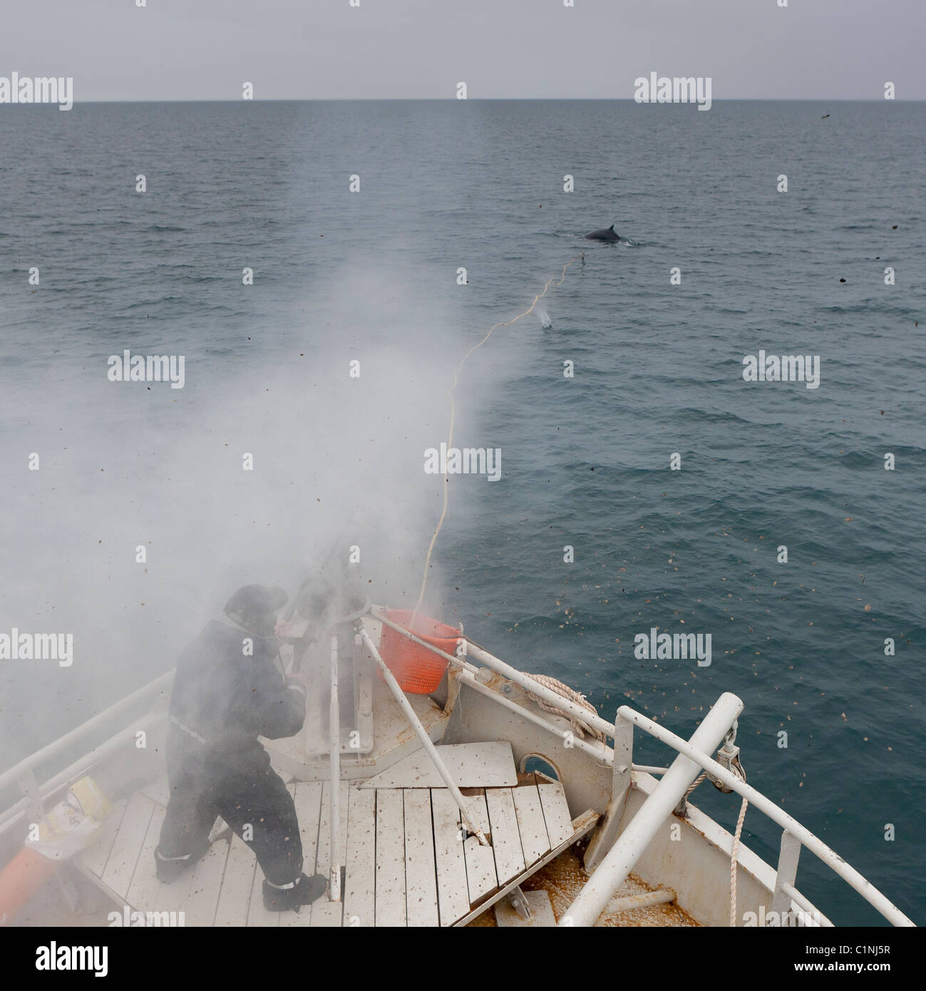 Minke Whale Hunt, Atlantic North Island Whaler Zwergwal Harpune Gewehr schießen.  Hrafnreydur KO-100 (Boot) Stockfoto