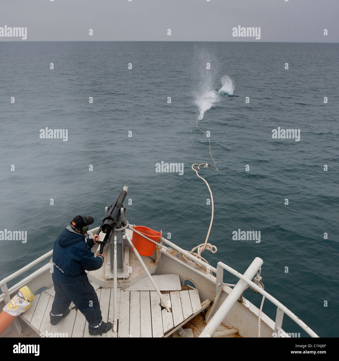 Minke Whale Hunt, Atlantic North Island Whaler Zwergwal Harpune Gewehr schießen.  Hrafnreydur KO-100 (Boot) Stockfoto